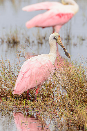 Roseate Spoonbill