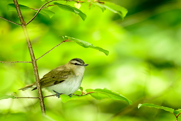 Red-eyed Vireo; Lawrence Woods, Kenton OH