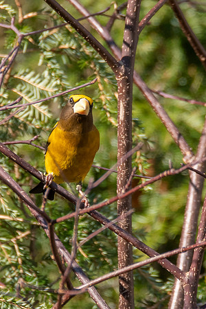 Evening Grosbeak