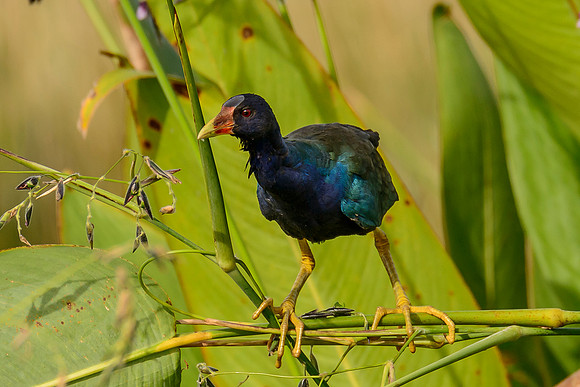 Purple Galanule
