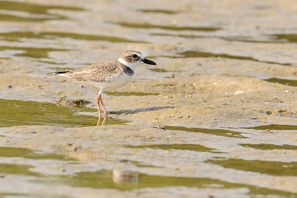 Wilson's Plover