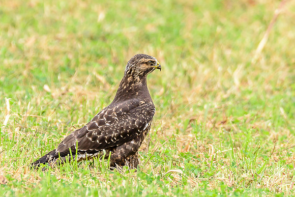 Swainson's Hawk
