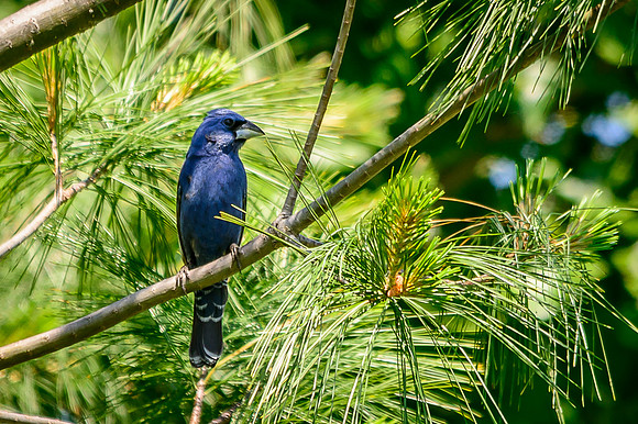 Blue Grosbeak; Batelle Darby Metro Park, Columbus Ohio