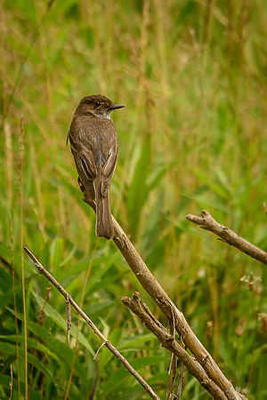 Eastern Pheobe