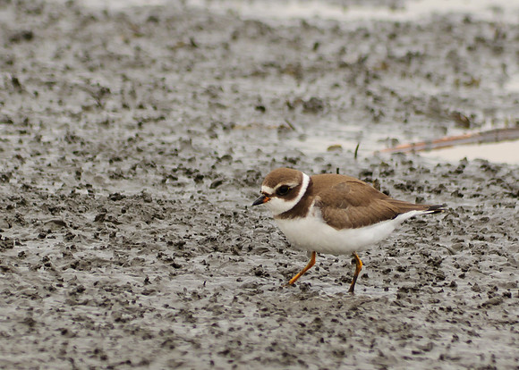 Semipalmated Plover