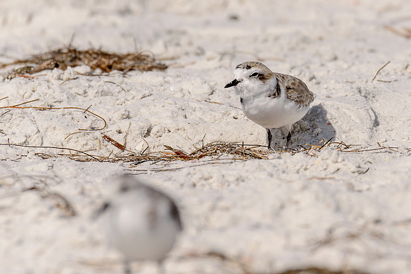 Snowy Plover