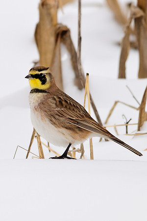 Horned Lark