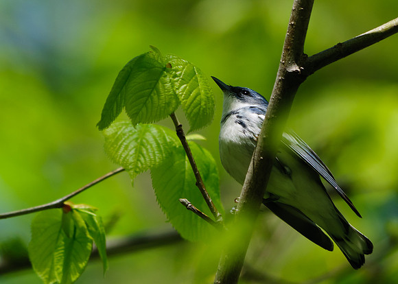 Cerulean Warbler;Lawrence Woods, Kenton OH