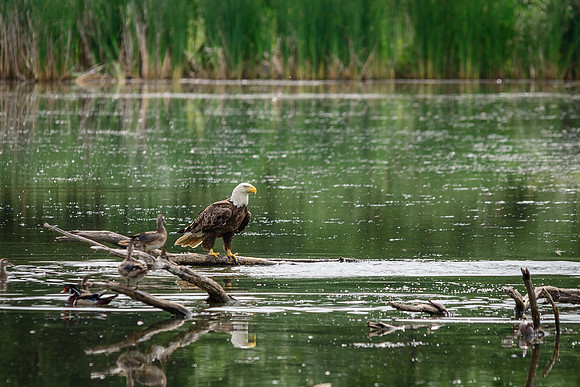 Bald Eagle