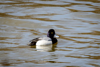 Lesser Scaup