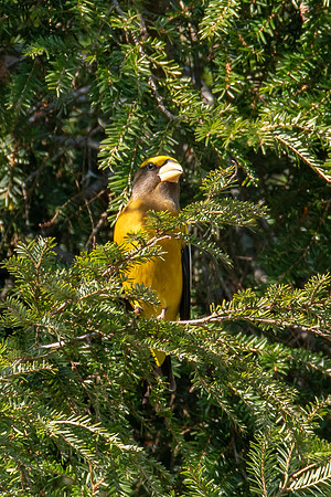Evening Grosbeak