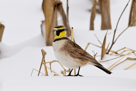 Horned Lark