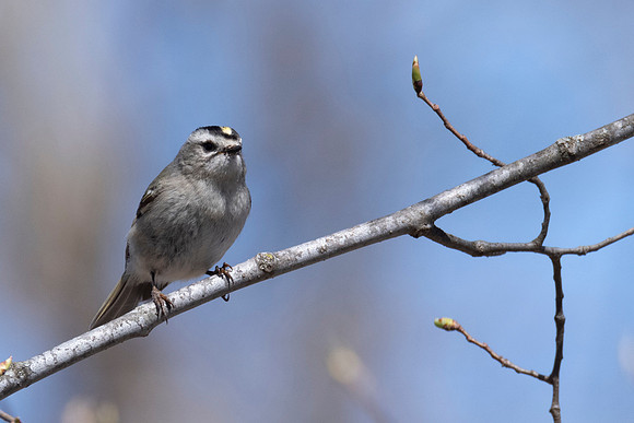 Gold-crowned Kinglet