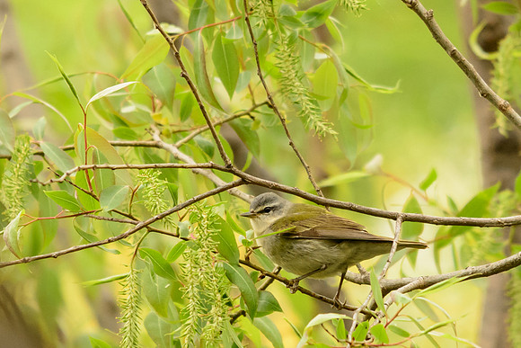 Tennessee Warbler