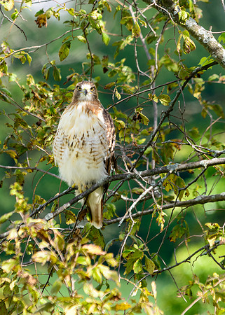 Red-tailed Hawk