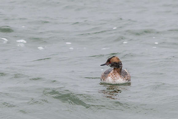 Horned Grebe, Findlay Reservoir, Findlay Ohio