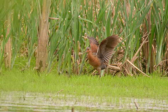 King Rail