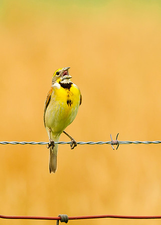 Dickcissel