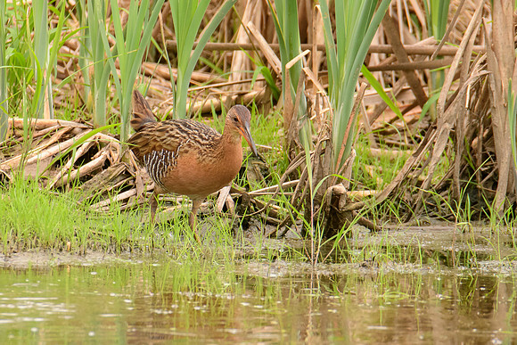 King Rail
