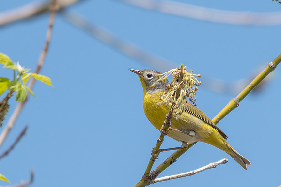 Nashville Warbler