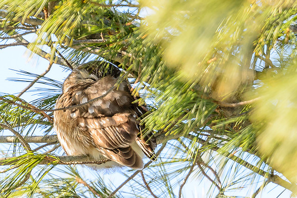 Northern Saw-whet Owl