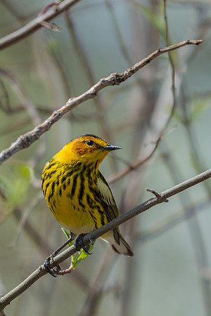 Cape May Warbler