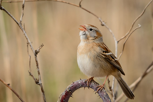 Field Sparrow