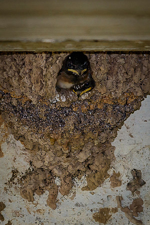 Baby Cliff Swallows