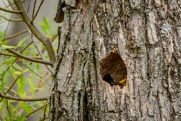 Female Prothonotary on Nest