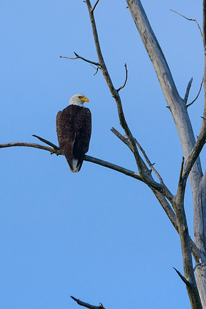 Bald Eagle