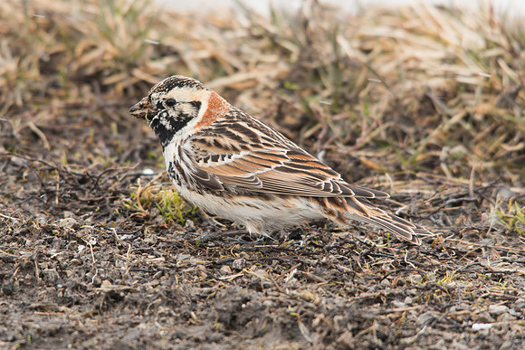 Lapland Longspur