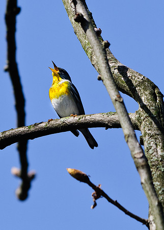 Northern Parula Big Island Wildlife Area, Marion OH