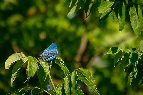 Indigo Bunting; Batelle Darby Metro Park, Columbus Ohio