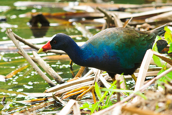 Male Purple Galanule, Cleveland Ohio Metro Park
