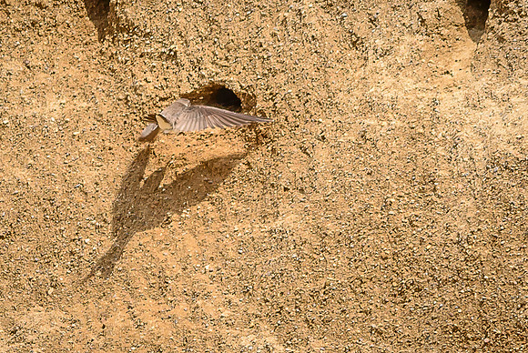 Bank Swallow