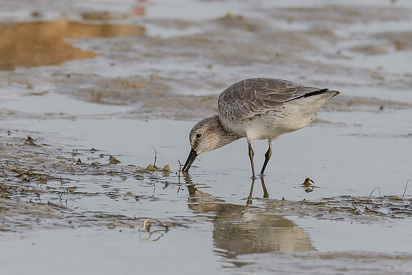 Red Knot