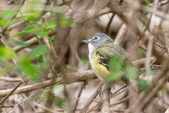 Blue-headed Vireo