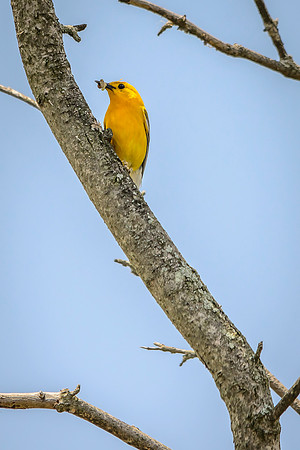 Prothonotary Warbler