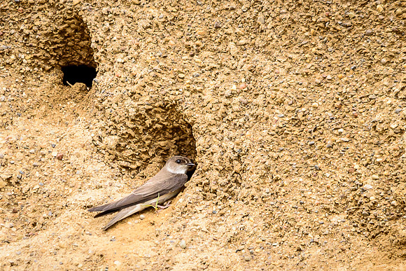 Bank Swallow