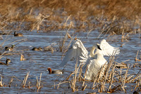 Eurasian Wigeon