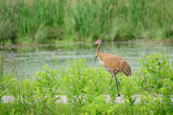Sandhill Crane Pair