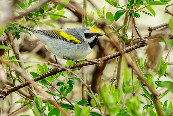 Golden-winged Warbler