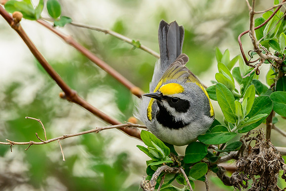Golden-winged Warbler