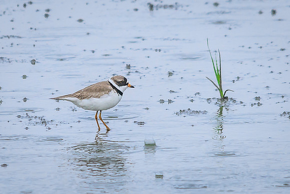 Semipalmated Plover