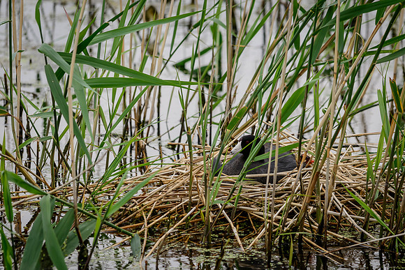 American Coot w/ Chick