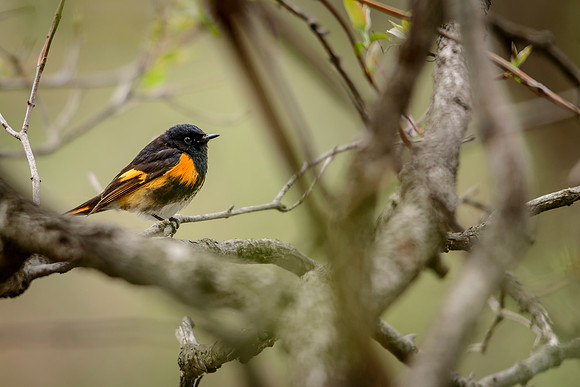 American Redstart; Magee Marsh, Lake Erie Ohio