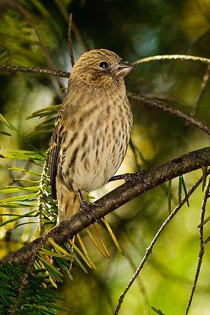 House Finch