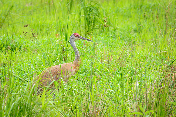 Male Sandhill Crane