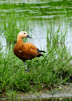 Ruddy Shelduck