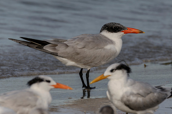 Caspian Tern